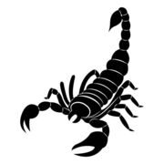 Scorpion0307