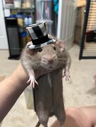 Mr_Rat