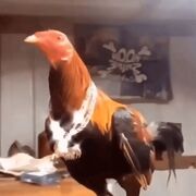 ChickenisaBird