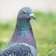 pigeon sabure