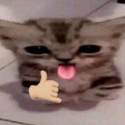 ZOMBCat