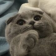 MeepyBoi