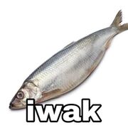 MatxaPowdr