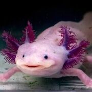 Yummy Axolotl