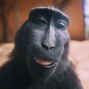 KING_OF_MONKEYS