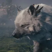 intimerhund