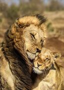 RomanticLion