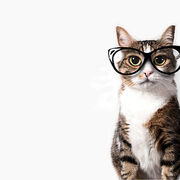 Catlover99