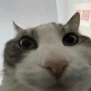 Bigodi