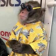 LumpyJuice