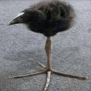 Damn Bird