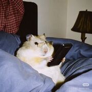 Wise Hamster