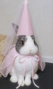 PrismTheBunny