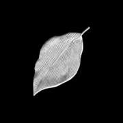 Glassleaf