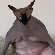 AhegaoCat