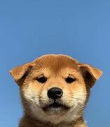 Shiba24