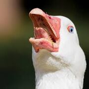 Lewd_Goose_Riot