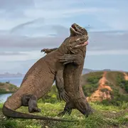 KomodoVoo