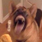 Dogman