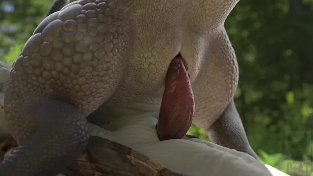 Human Reptile Porn - FURRY LIZARD FOREST RIDE (DZÃ„T)