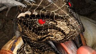 Town Festival hidden extra