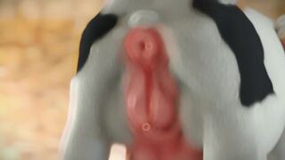 Spreading cow's pussy