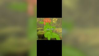 Breast growth by gausscannon