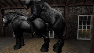 Vidéo 2 SL Ranch Percheron en Saillie