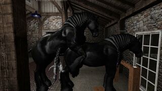 Percheron stallion mating with a Percheron mare, 2 in hand.