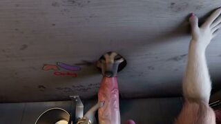 [H0rs3] shep and collie