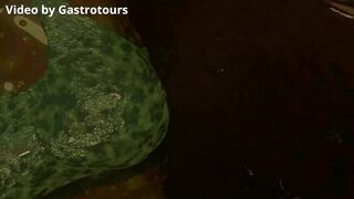 Post vore by gastrotours